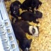 Boston terrier pups for sale