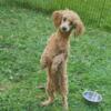 2 Toy Poodle puppies, health tested parents ! ready now !