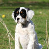 English Setter-Field bred