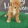 Toy Red Poodle for sale 