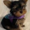 Winnie Poo the Yorkie