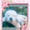 Labrador Puppies White