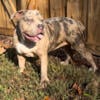 Lilac Merle Female bully pup