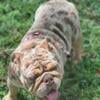 AKC English Bulldog Chocolate Merle Female Fully suited two years old has not had any litters yet Triple Carrier