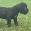 beautiful black male Cane Corso pup!