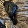 For sale AKC black labs price reduced