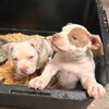 2 male pocket American bullys
