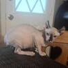 SPHYNX  elf kitten l cat sphynx naked tuxedo