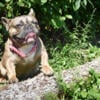 9 months French Bulldog Fawn Female