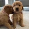 Beautiful golden retriever puppies