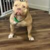 American bully for sale