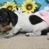 Teddy is a handsome black and tan piebald short hair miniature dachshund male