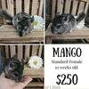 Standard Gray Chinchilla females $250 in Spartanburg