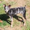 Harlequin Pinscher female