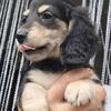 Miniature Dachshund Puppies (Long Haired)
