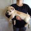 EXTREMELY RARE WHITE STRAW CANE CORSO PUPPY AVAILABLE