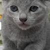 Russian blues 9 wks old 💙  ready for new homes
