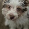 Yorkie