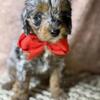 Petite Australian Goldendoodle - Merle Phantom male