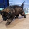 DDR/Czech german shepherd puppy