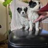 Australian shepherds