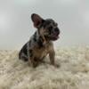 AKC  Male French Bulldog Puppy