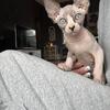 Beautiful sphynx kittens  TICA