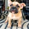 ABKC AMERICAN BULLY PUPPIES micro/pocket