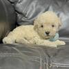 Toy Poodle male