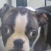 BEAUTIFUL BOSTON TERRIER-MALE