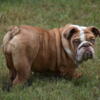 English bulldog puppy