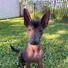 Xoloitzcuintli/Mexican Hairless