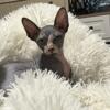 Little Maxwell sphynx kitten