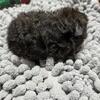 Texel Guinea pigs weaned and available now