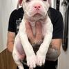American bully pups 