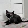 Devon Rex Kitten in Florida 