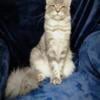 100% European Male MainCoon kitten! Financing & delivery available!