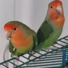 Lovebirds for rehome