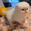 Exotic Short Hair Kittens