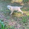 English cream golden retriever male puppy