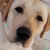 AKC REG LAB PUPPIES Located in Virginia