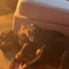 2 AKC ROTTWEILER FEMALE PUPPIES 28weeks old. Re-home needed