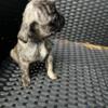 Earl- male pug- merle