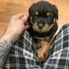 Akc Rottweilers