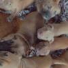 Puppies for sale - Ready to go