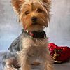 Stud services only (male Yorkshire terrier)