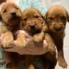 AKC Dark Mahoghany Golden Retriever Puppies