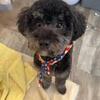AKC poodle stud 