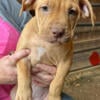 Old Family Red Nose Pittbull puppies