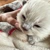 Balinese kittens  in Louisiana